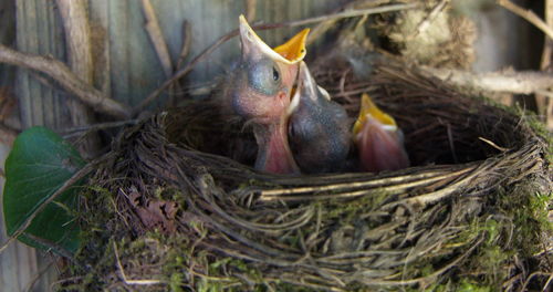 Close-up of birds in nest