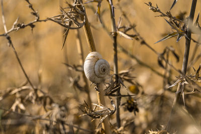 Close-up of snail on plant