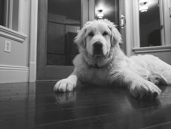 Portrait of dog relaxing on floor at home