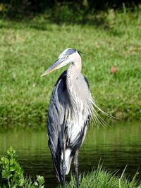 High angle view of gray heron in lake