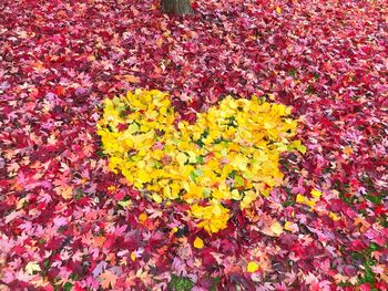 Yellow flowers on autumn leaves