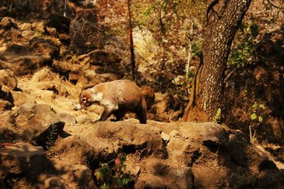 View of an animal on rock