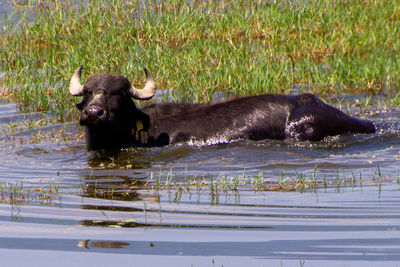 Elephant in a lake