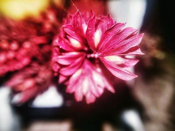 Close-up of flower blooming outdoors