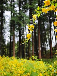 Close-up of yellow flowering plant in forest