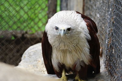Close-up portrait of eagle in cage at zoo