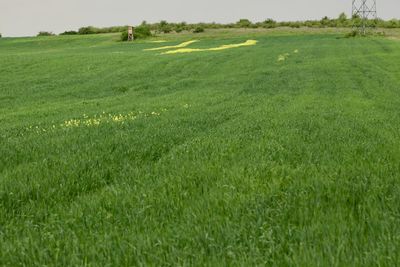 Scenic view of grassy field