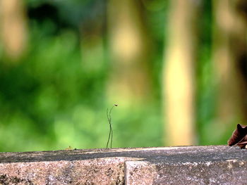 Close-up of plant against blurred background