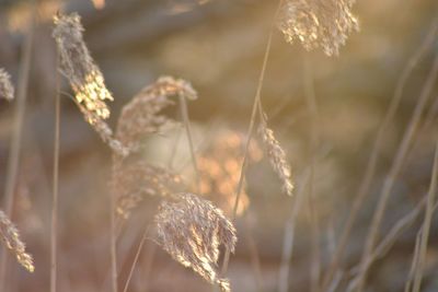 Close-up of wheat growing on field