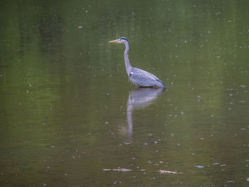 View of a duck swimming in lake