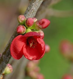 Close-up of red berries on plant