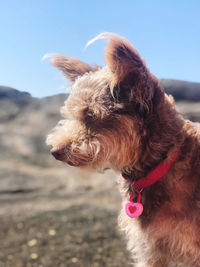 Close-up of dog looking away