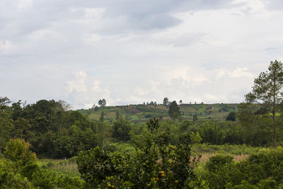 Panoramic shot of trees on field against sky