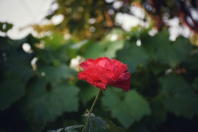 Close-up of red rose on plant