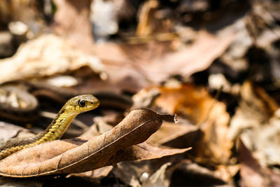 Close-up of lizard