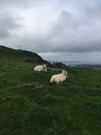 Sheep on field against sky