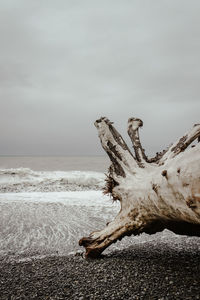 driftwood