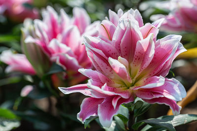 Close-up of pink flowering plant