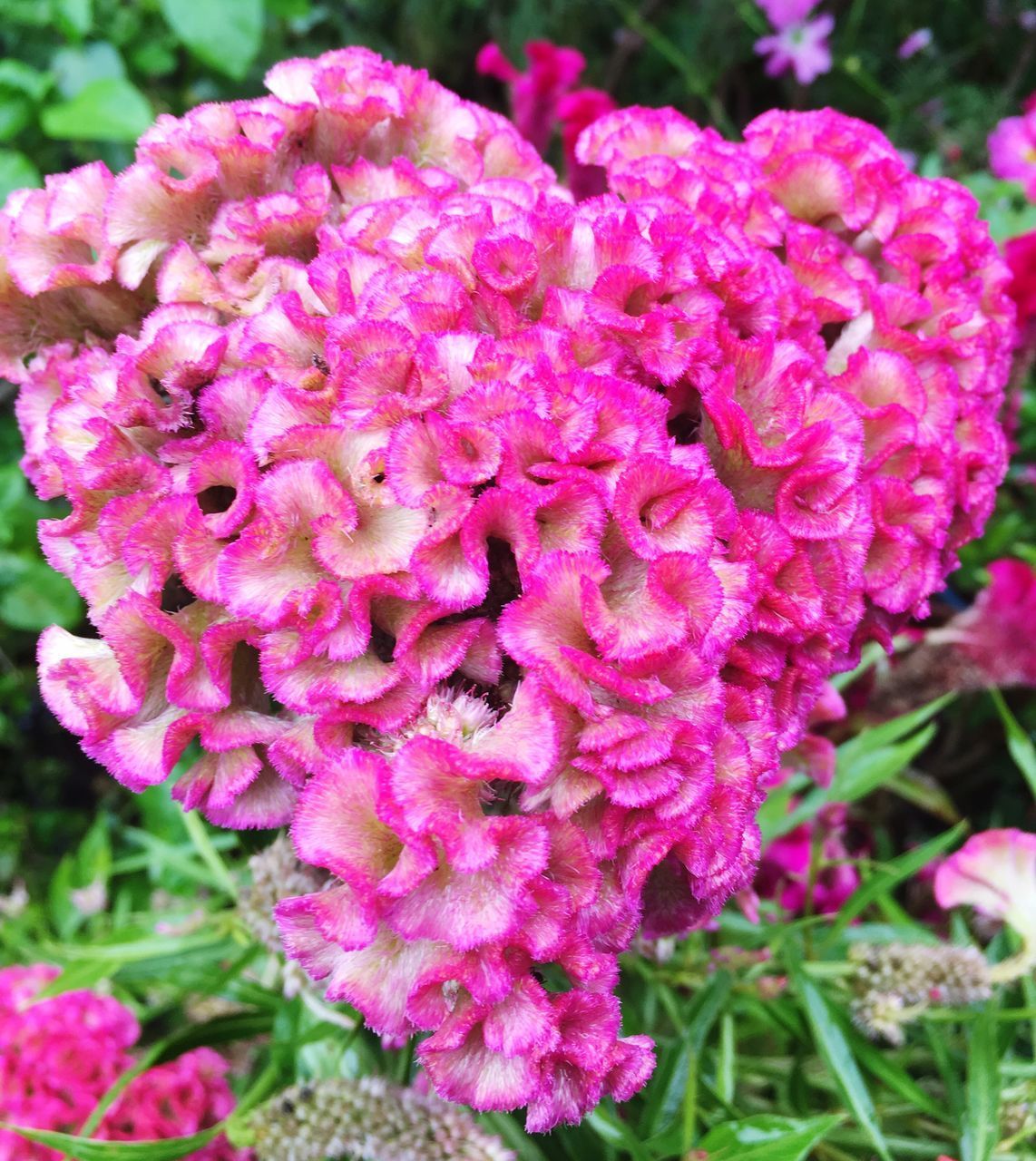 CLOSE-UP OF PINK FLOWERS