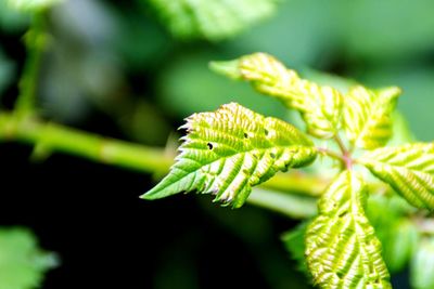 Close-up of insect on leaf