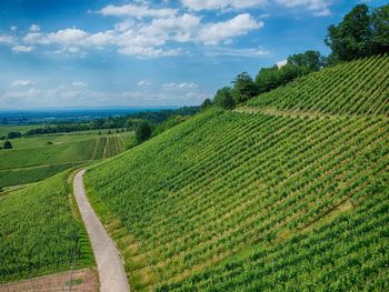 Vineyards close to baden-baden, germany