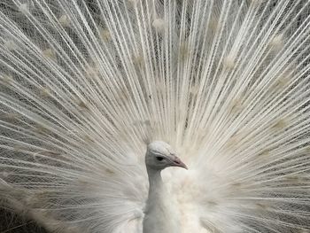 Close-up of peacock