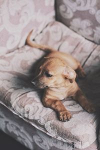 High angle view of dog on sofa 