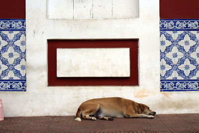 View of a dog sleeping against wall