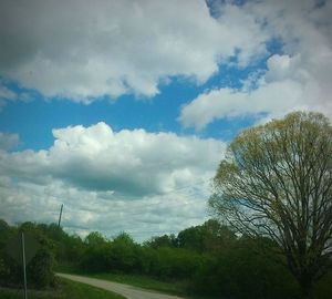 Trees against sky