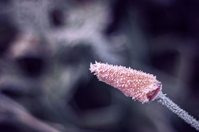Close-up of frost on plant