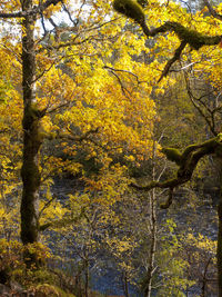 Low angle view of trees against clear sky