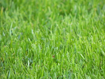 Full frame shot of grass on field