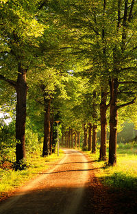 Road amidst trees in forest