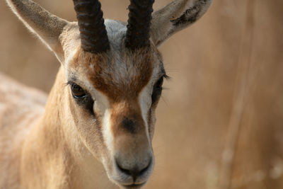 Portrait of deer