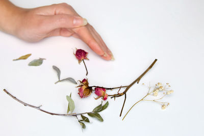 Cropped hand of person holding plant against white background