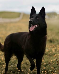 Close-up of black dog on field