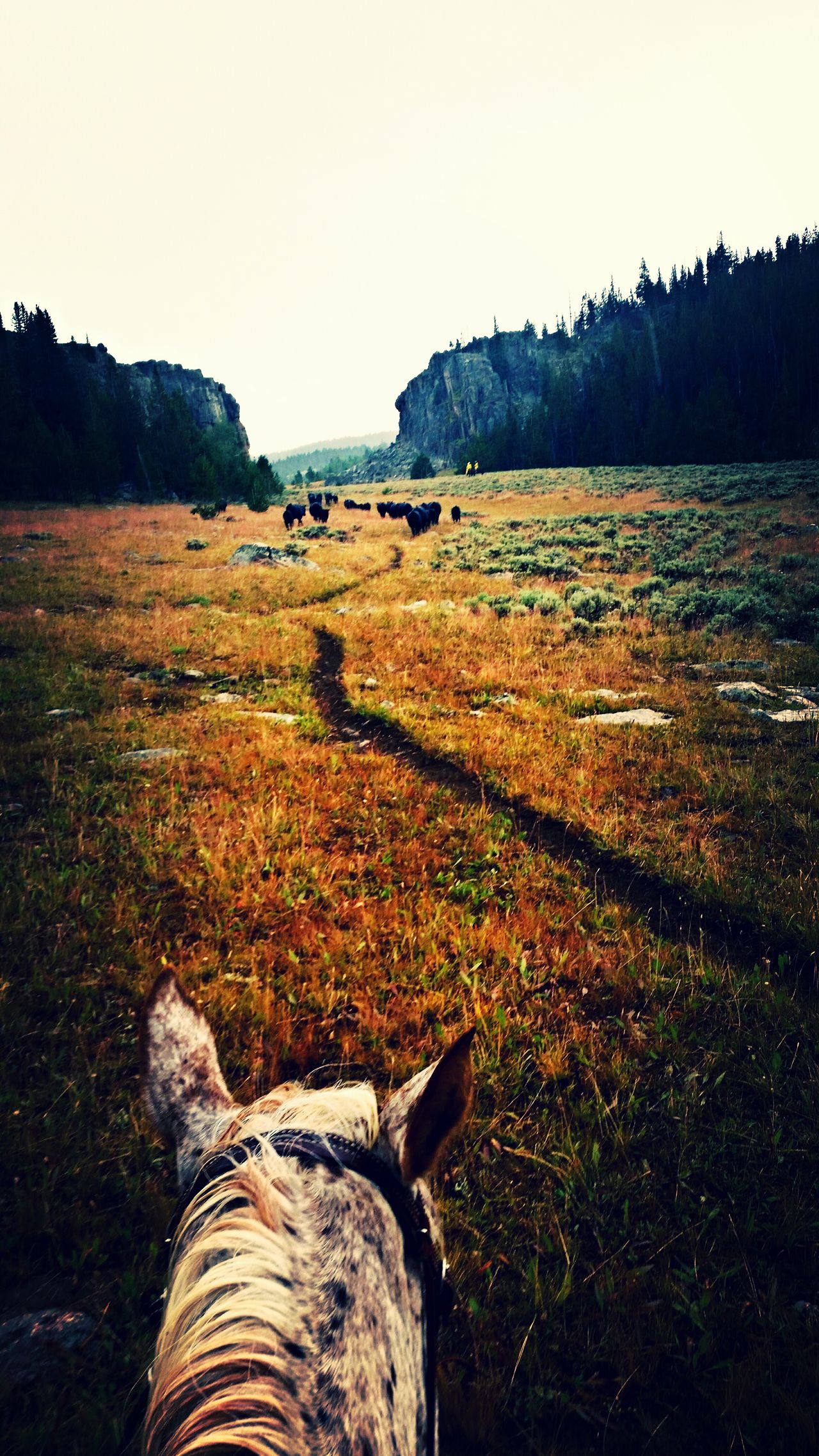 Bighorn National Forest