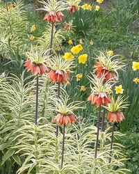 Close-up of red flowers blooming in field