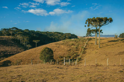 Landscape of rural lowlands called pampas with green groves over hills near cambara do sul, brazil.