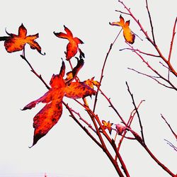 Red maple leaves