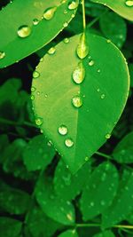 Close-up of raindrops on leaf