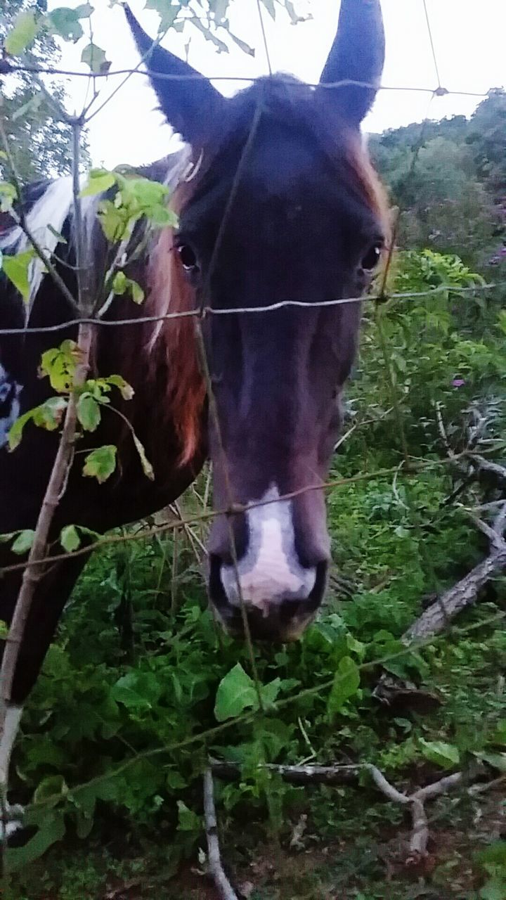 domestic animals, animal themes, mammal, one animal, horse, pets, livestock, plant, standing, fence, animal head, grass, field, brown, no people, growth, nature, herbivorous, dog, close-up