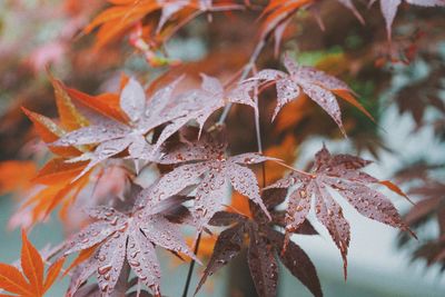 Close-up of maple leaves on tree during autumn