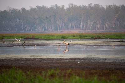 Birds on a lake