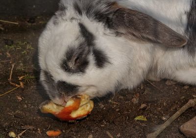 Close-up of animal eating food