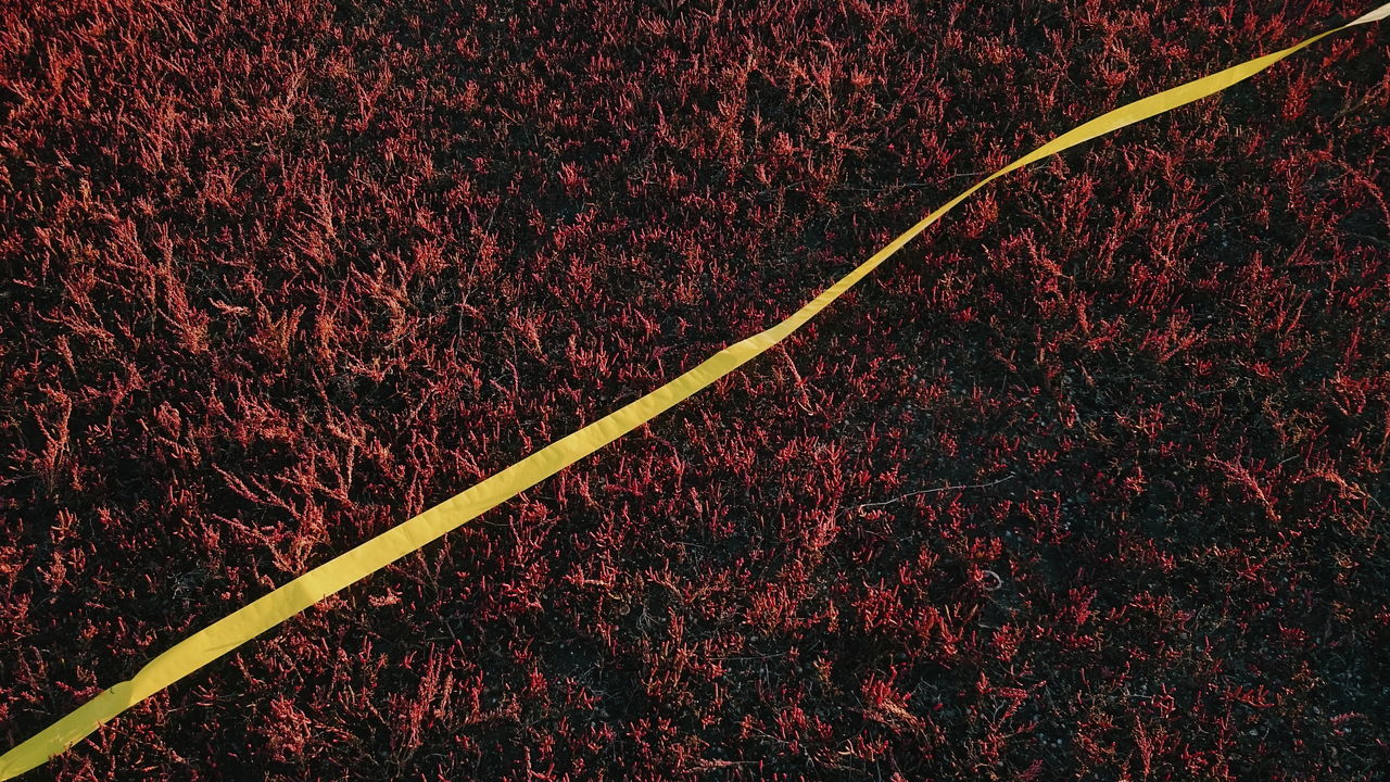 FULL FRAME SHOT OF VAPOR TRAILS WITH RED LEAVES