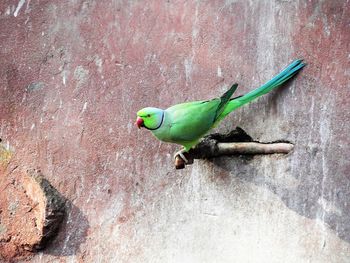 High angle view of parrot on wall