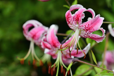 Close up of japanese lilies in bloom