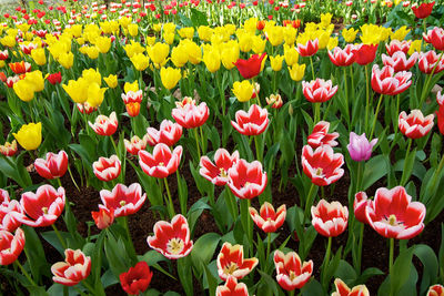 Tulips in field