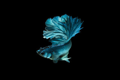 Close-up of fish against black background